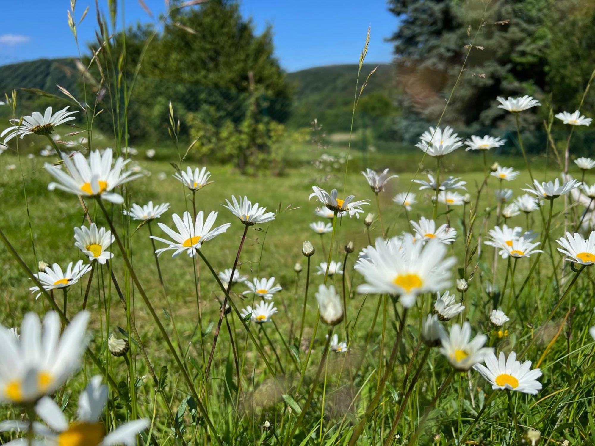 Ferienhaus Eifelone Heimbach Εξωτερικό φωτογραφία